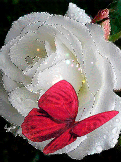 Fleur blanche papillion gif 01
